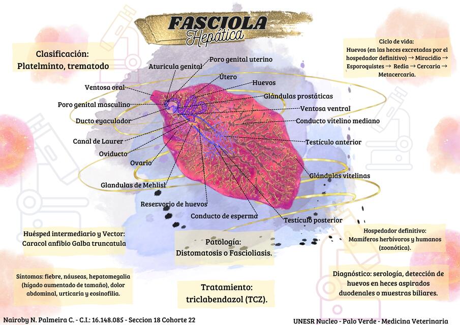 Fasciola Hepática