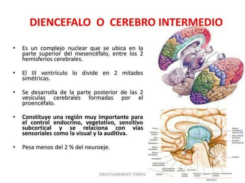 Diencéfalo Anatomía