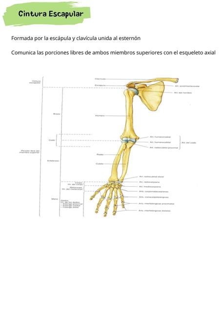 Cintura Escapular