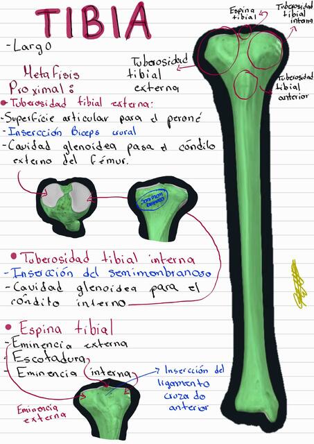 Tibia