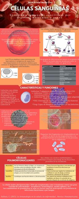 Celulas Sanguineas Del Sistema Inmune Salud Sistema Inmunologico Udocz