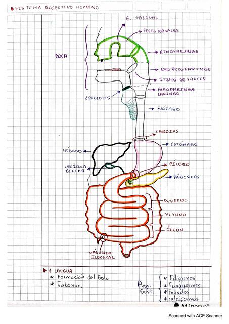 Sistema Digestivo Humano