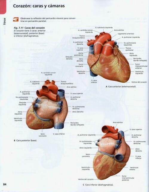 Corazón: caras y cámaras 