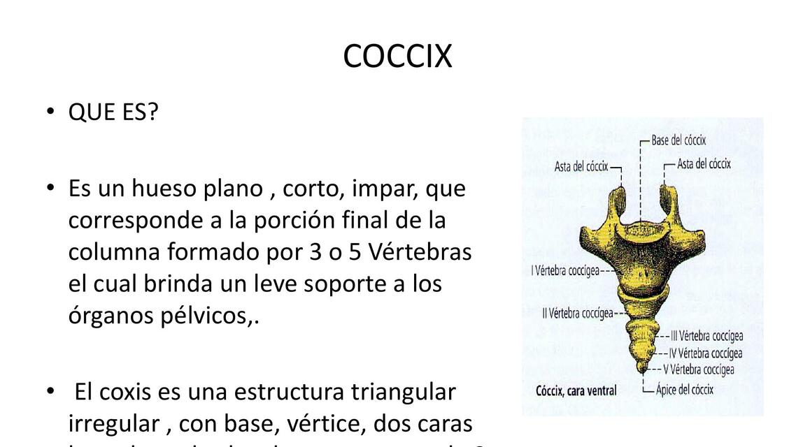 Coccix | Rey_Mic | uDocz
