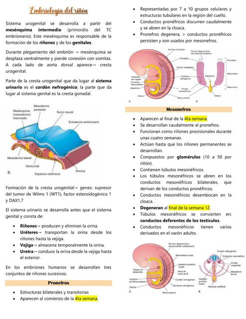 Embriología del riñón