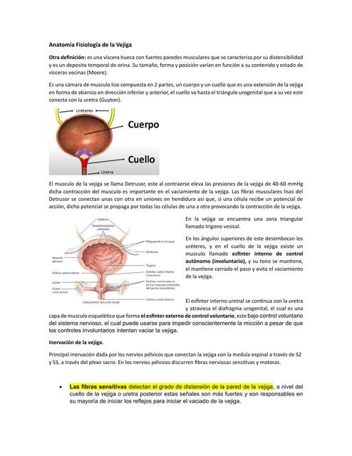 Anatomía Fisiología de la Vejiga clase 14