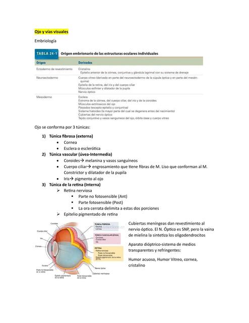 Ojo y vías visuales