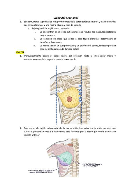 Glándulas mamarias