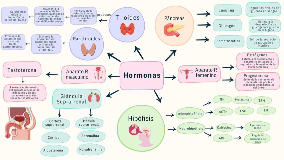 Endocrino Hormonas