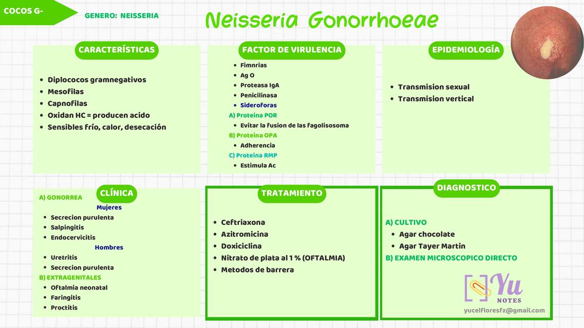 NEISSERIA GONORRHOEAE