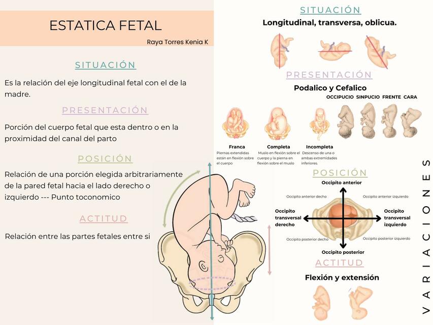 Estatica fetal