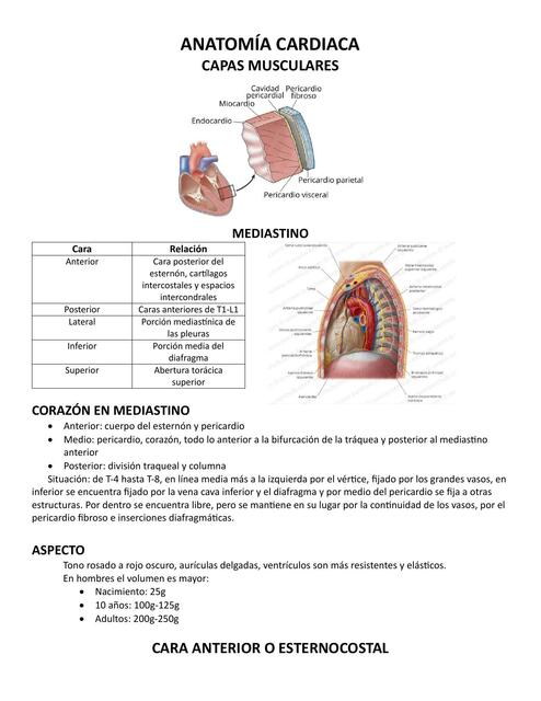 ANATOMÍA CARDIACA