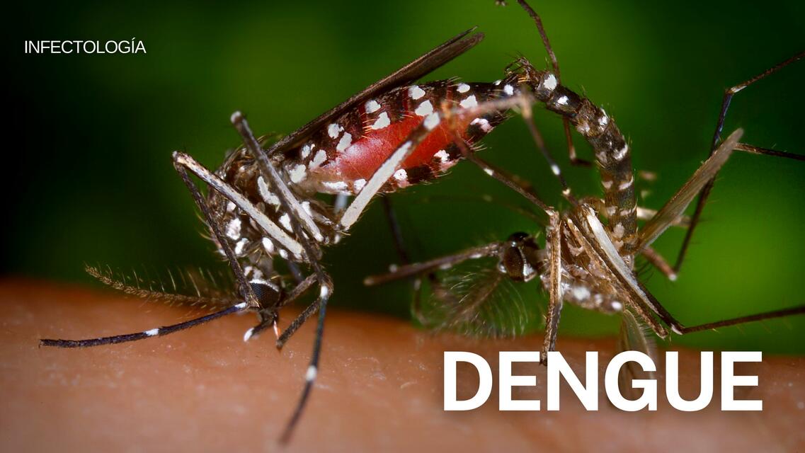 DENGUE INFECTOLOGÍA