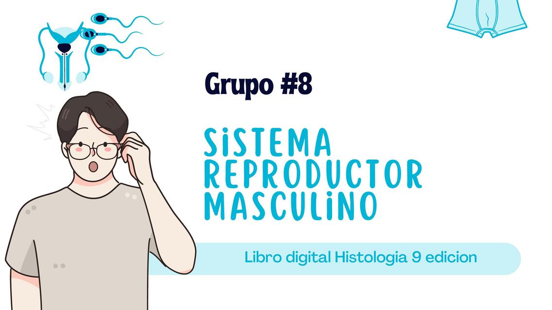 Histologia Grupo 8 Reproductor Masculino 2