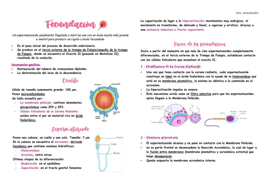 Fecundación Biología