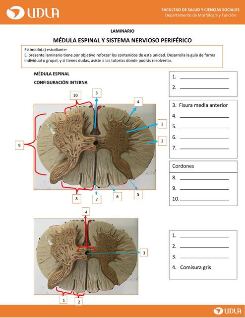 Médula espinal y sistema nervioso periférico 