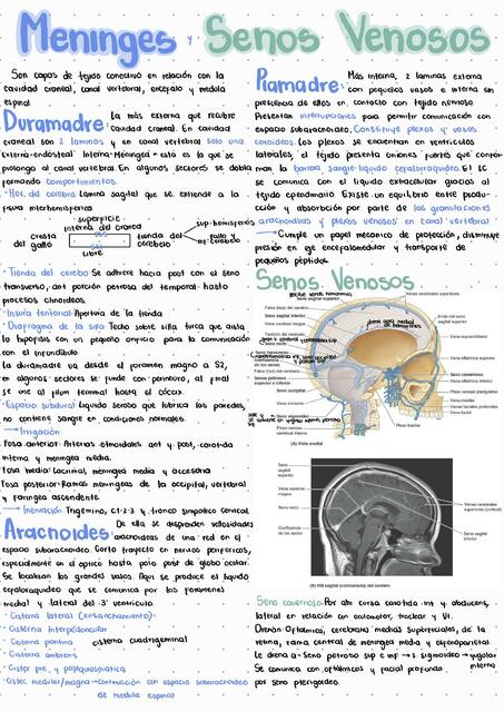 Meninges y senos venosos