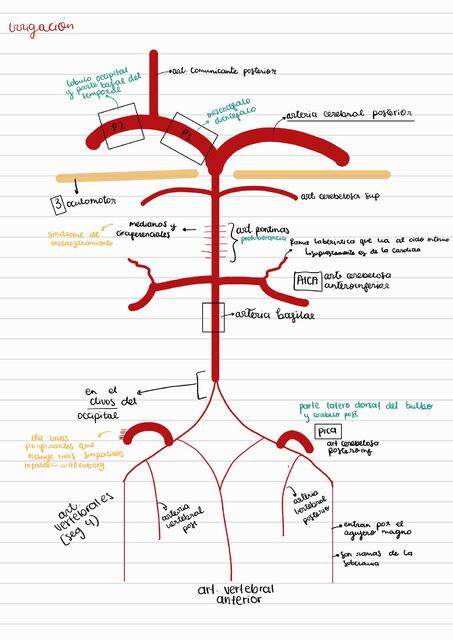 Dibujitos arterias