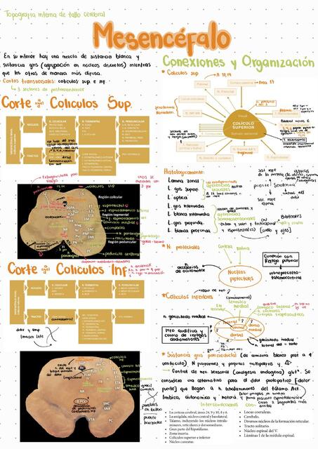 Tallo cerebral Conf Interna