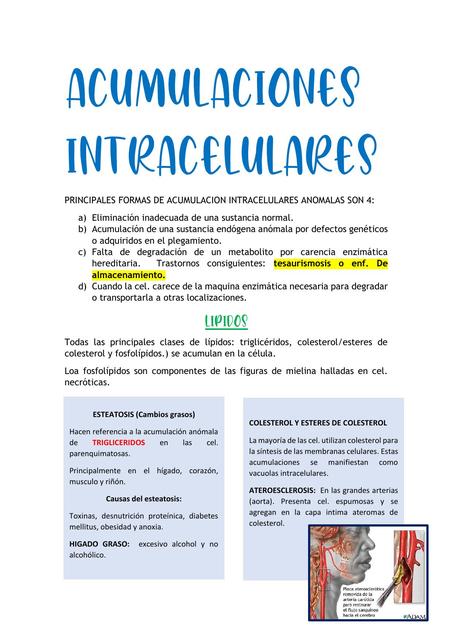 ACUMULACIONES INTRACELULARES Y ENVEJECIMIENTO