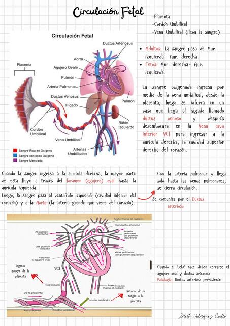 Resumen Fisiología Cardiovascular