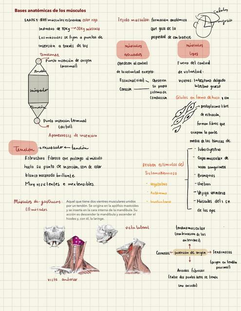 Bases anatómicas de los músculos