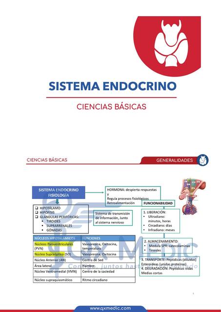 Sistema endocrino ENAM