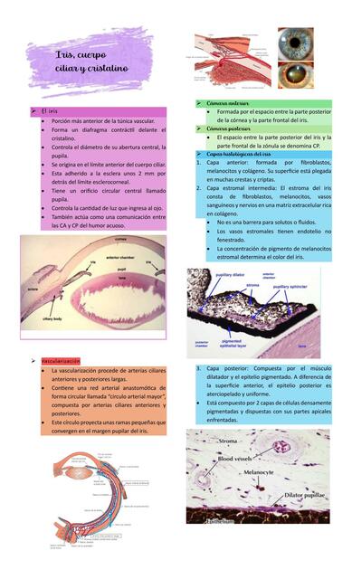 El iris cuerpo ciliar y cristalino