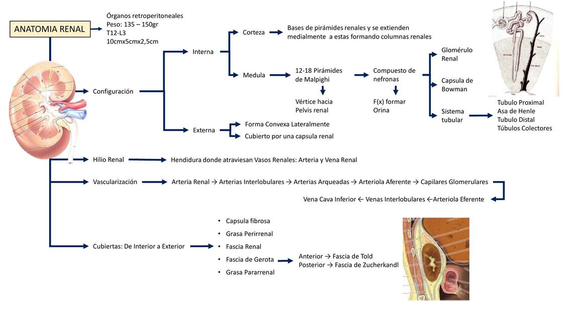 ANATOMÍA RENAL