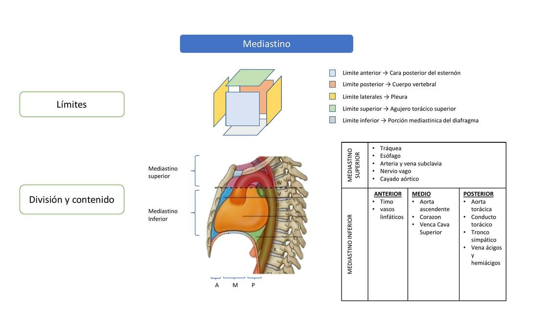 ANATOMIA CARDIOVASCULAR