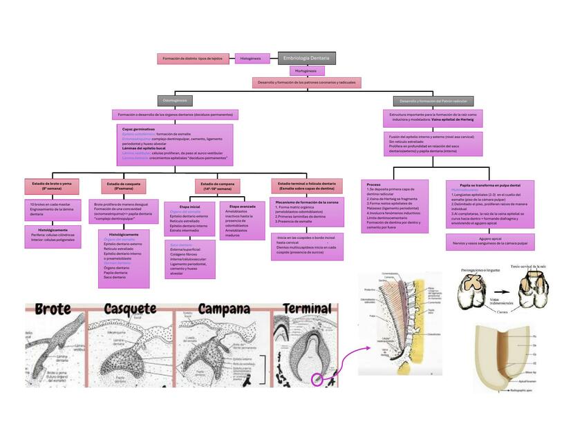 Embriología Dentaria