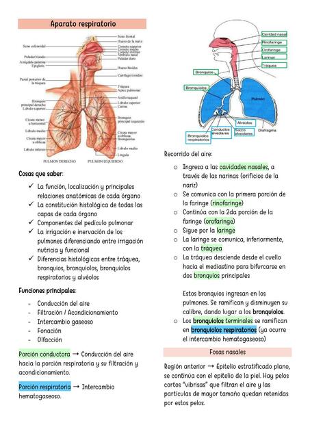 Sistema RESPIRATORIO