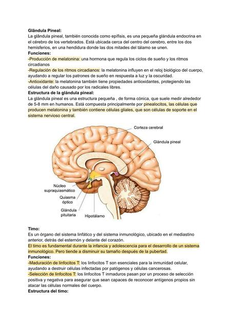 Glándulas del sistema endocrino