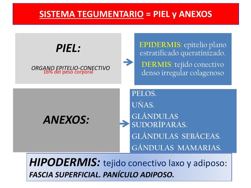 Piel y Anexos 