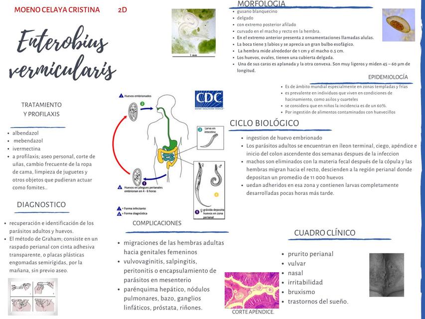 Trichuris trichura parasitologia 