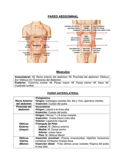 PARED ABDDOMINAL I