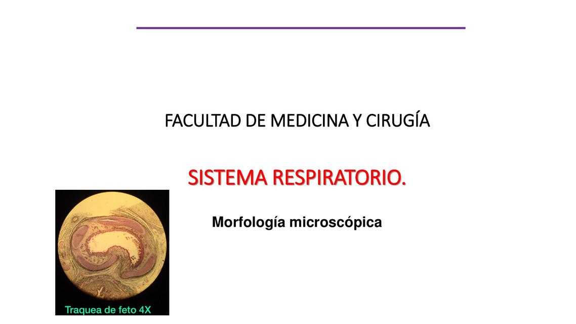 Morfologia del Aparato respiratorio 