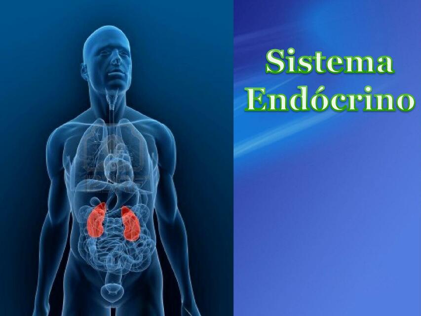 sistema endocrino