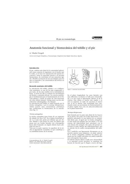 Anatomia y función del tobillo y el pie