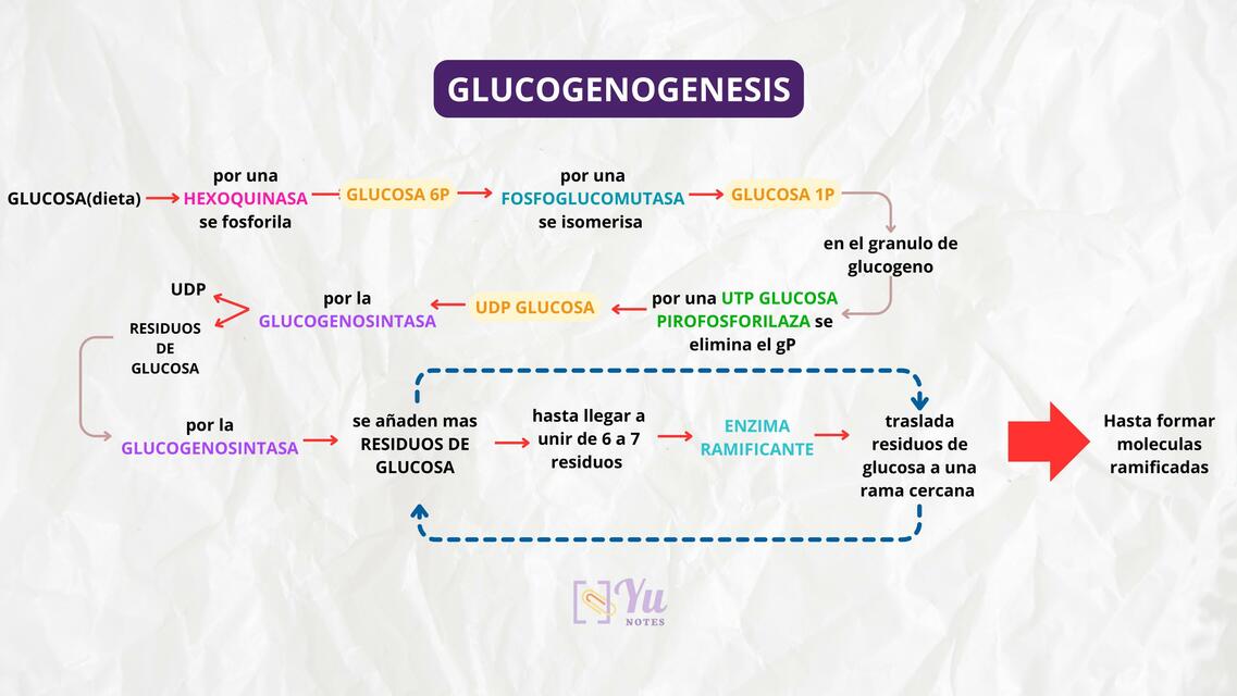 GLUCOGENOGENESIS