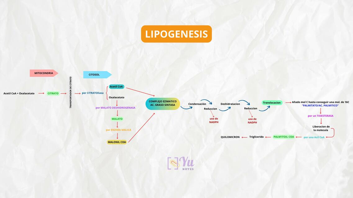 LIPOGÉNESIS