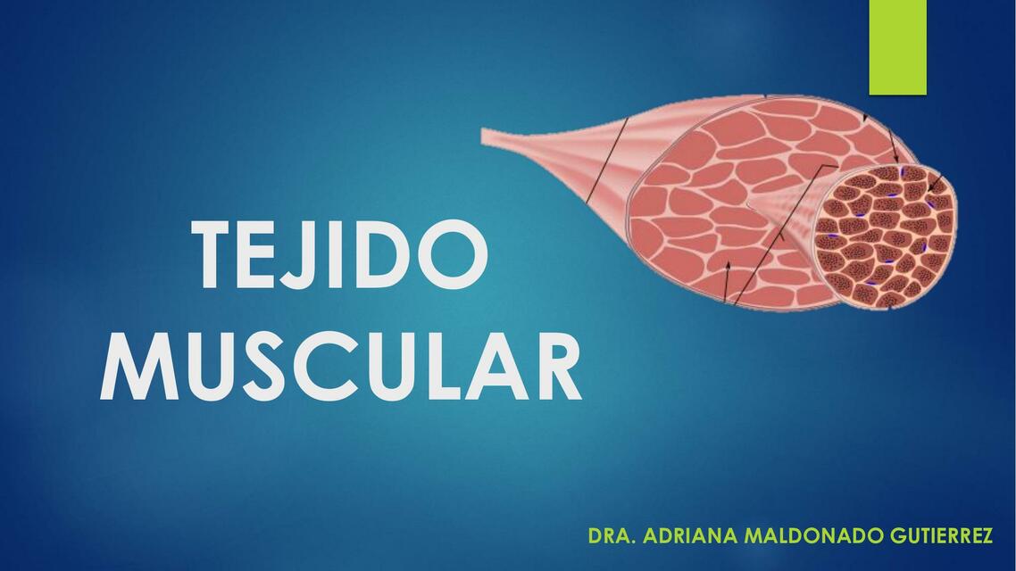 TEJIDO MUSCULAR