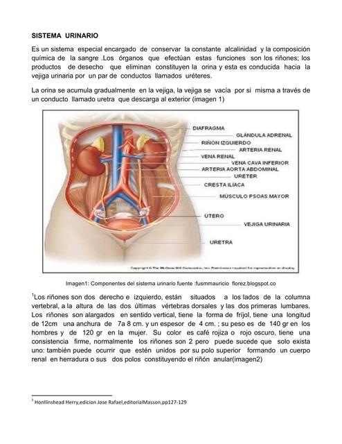 Anatomía Sistema Urinario Universidad Veracruzana