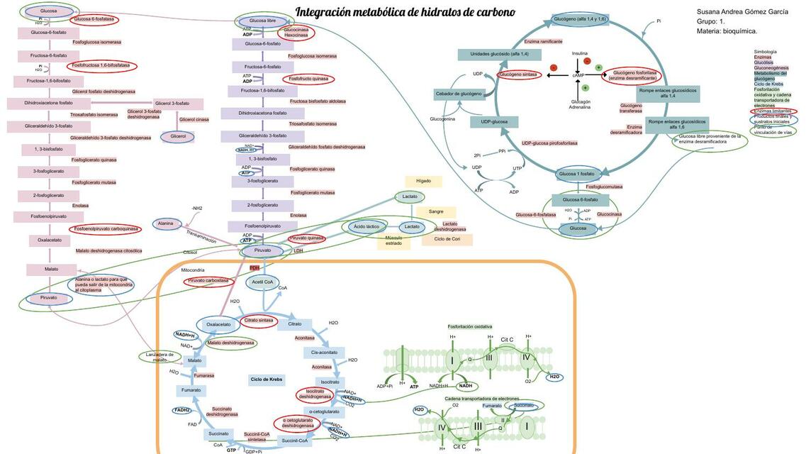 Integración metabólica de hidratos de carbono