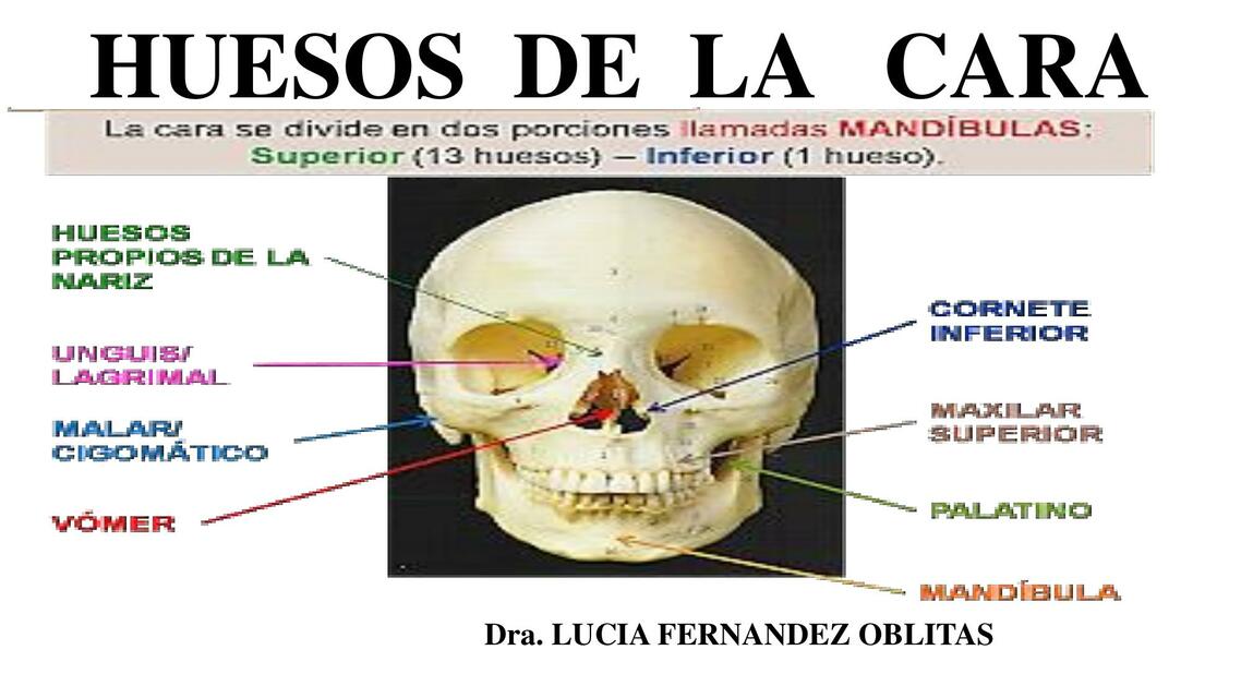 HUESOS DE LA CARA 1