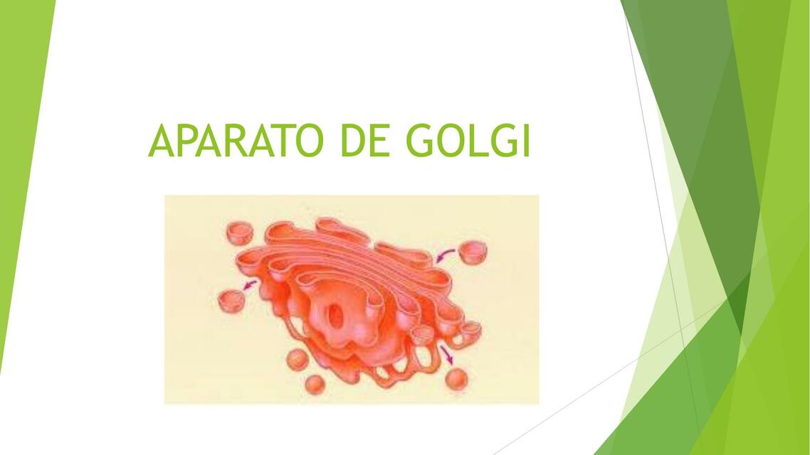 BC Clase 13 Aparato de golgi n 1