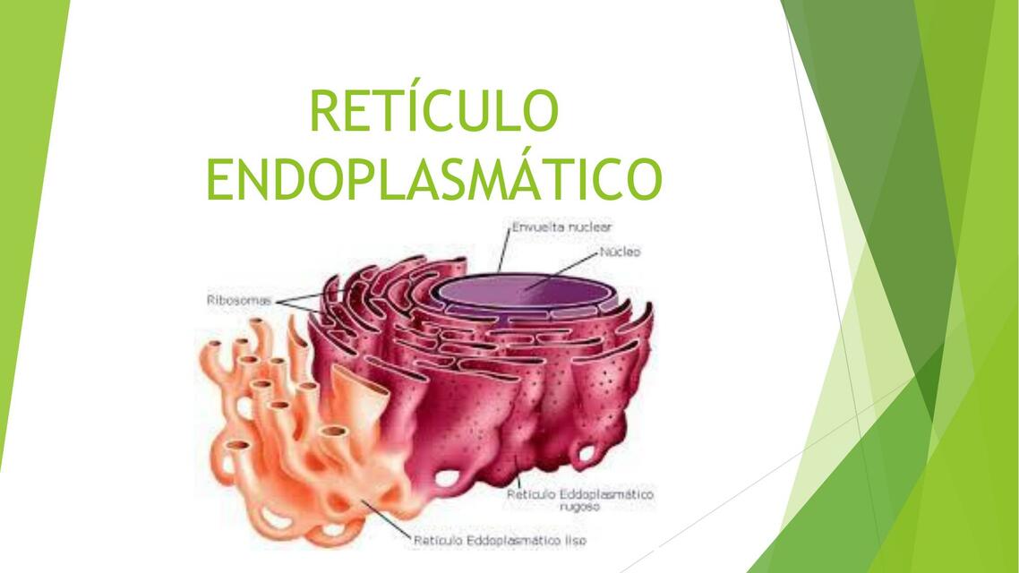 BC Clase 12 Retículo endoplasmatico 1