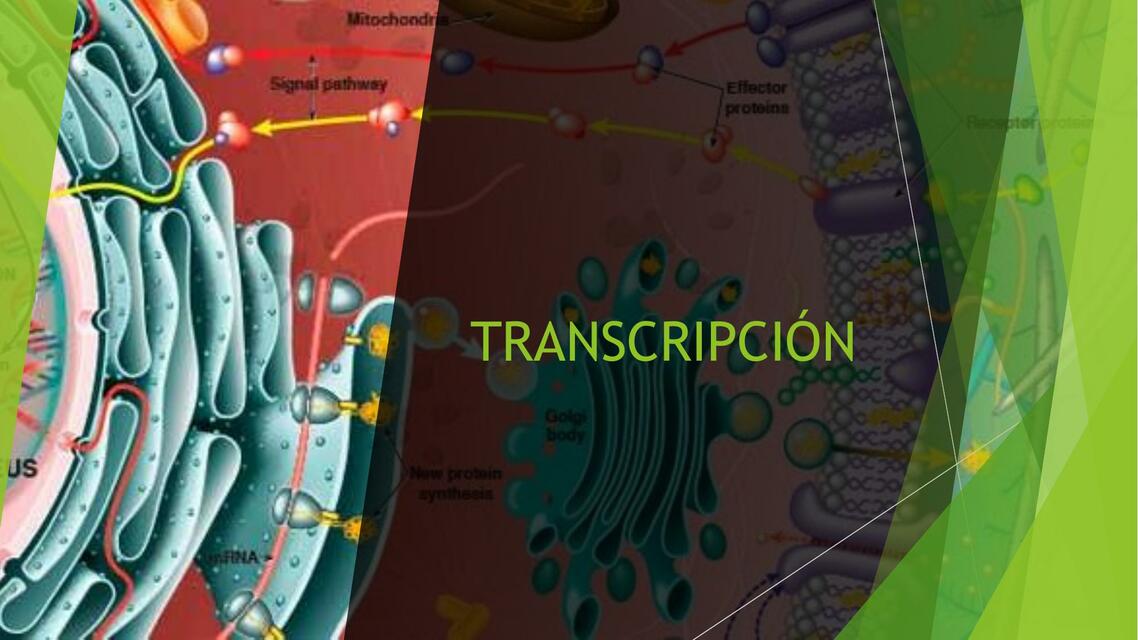 BC Clase 19 Transcripción