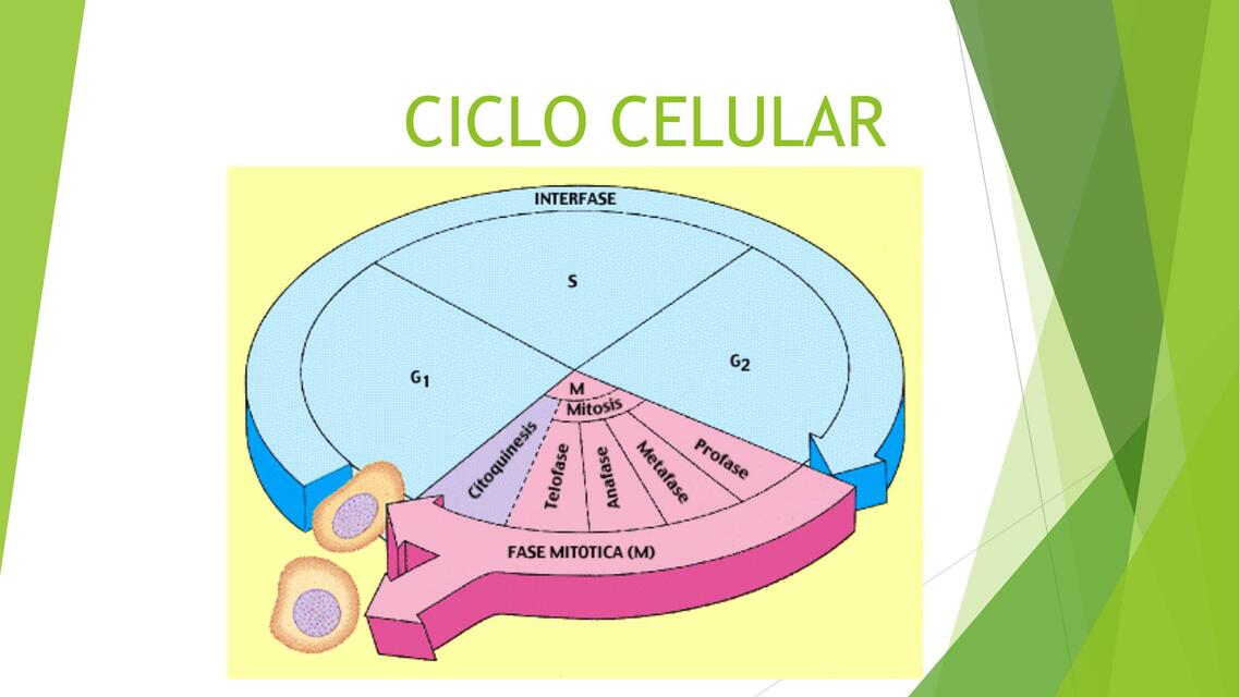 BC Clase 21 ciclo celular