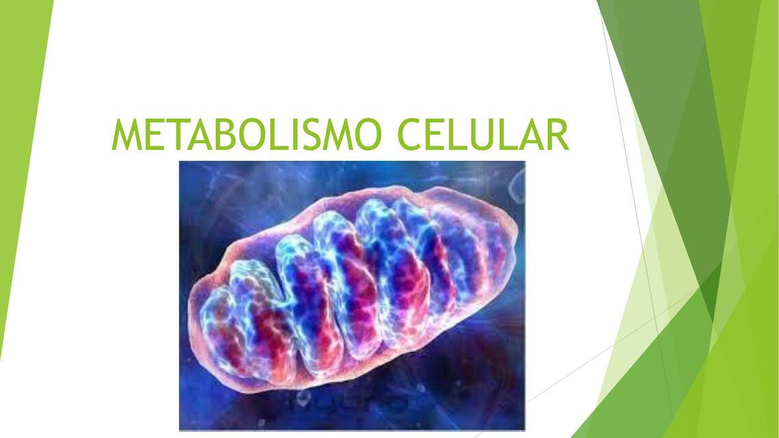 BC CLase 15 Metabolismo celular